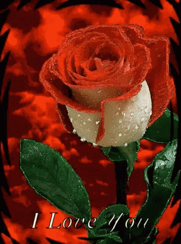 Red Rose Love GIF