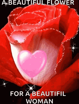 Red Rose GIF