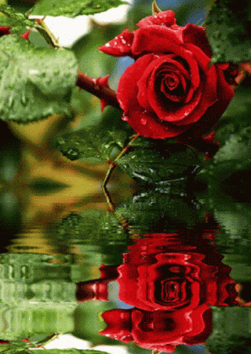 Red Rose Water GIF
