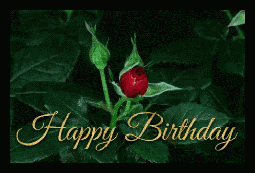Red Roses Blooming GIF