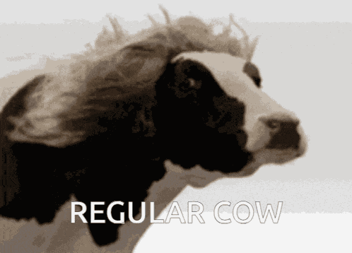 Regular Cow Stardew Valley GIF