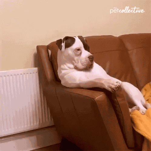 Relaxing The Pet Collective GIF