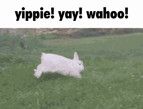 Ren Rabbit Bunny GIF