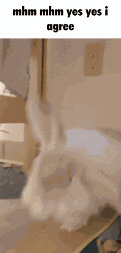 Ren Ren Rabbit GIF