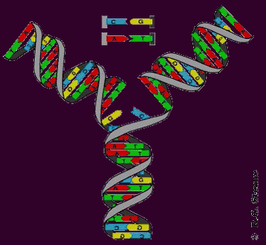 Replication GIF