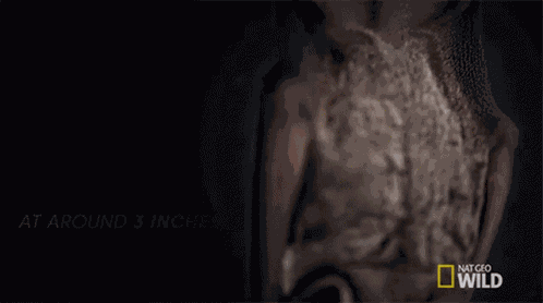 Resting Bat Lesser Long Nosed Bat GIF