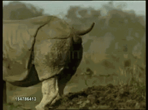 Rhino Shit GIF
