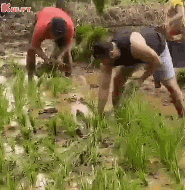 Rice Plantation Done Salman Khan GIF