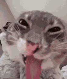 Rigby Cat Choke GIF