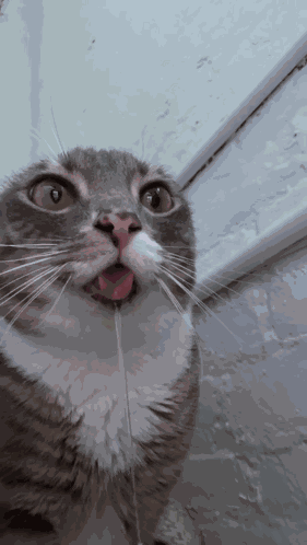 Rigby Cat Tongue GIF