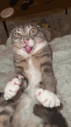 Rigby Cat GIF