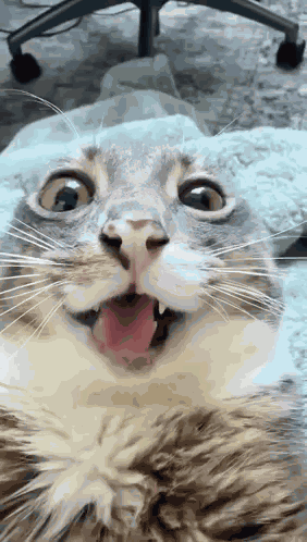 Rigby Sarah GIF