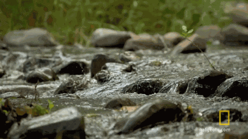 River Flowing The Great Human Race GIF