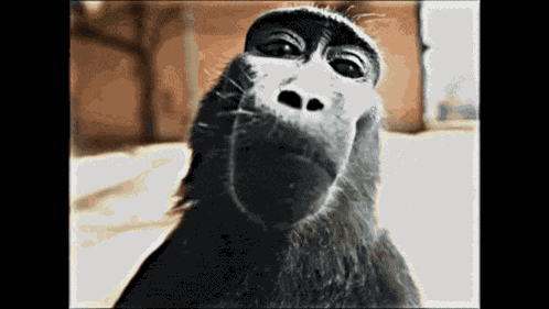 Rizz Monkey GIF