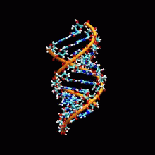 Rna Dna GIF