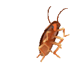 Roach Dance Sticker
