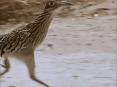 Road Runner Fast GIF