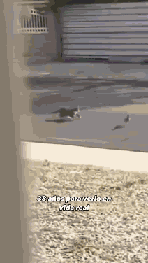 Road Runner GIF