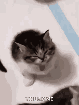 Roflandz Mad Kitten GIF