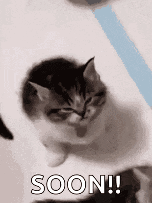 Roflandz Mad Kitten GIF