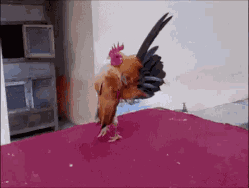 Rooster Chicken GIF