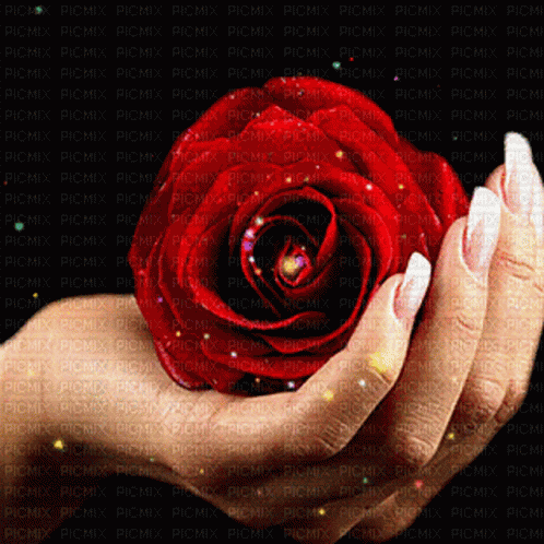Rosa GIF