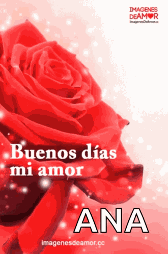 Rosas Love GIF