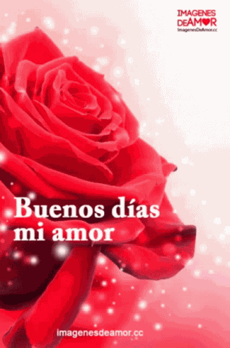 Rosas Love GIF