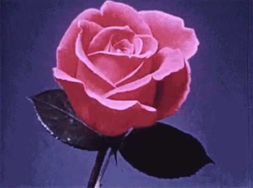 Rose Bloom GIF