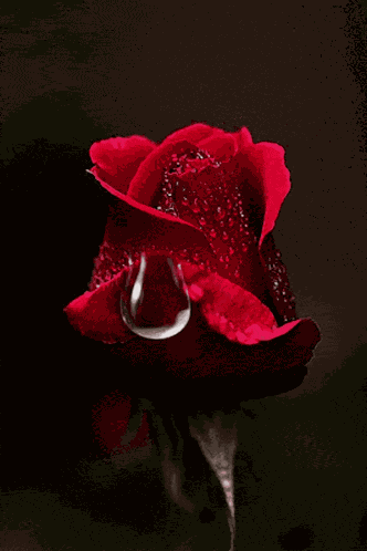 Rose Condolences GIF