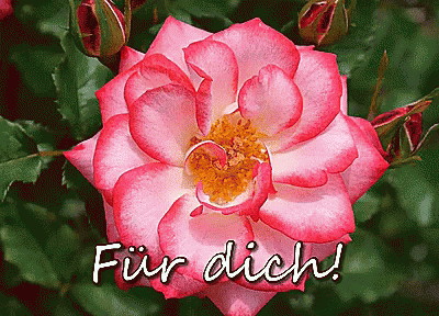 Rose Für Dich. GIF