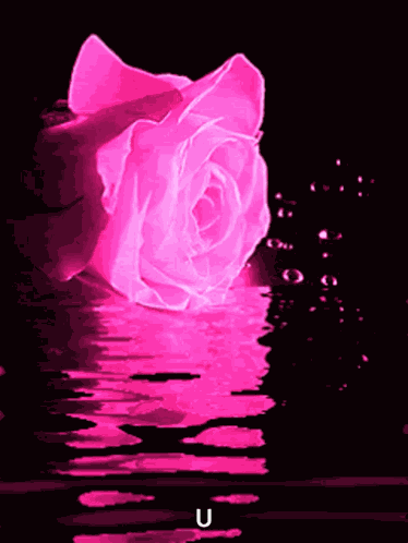 Rose Flower GIF