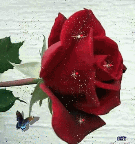 Rose Flower GIF