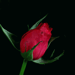 Rose Flower GIF