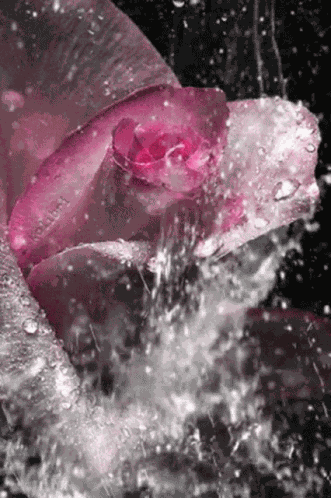 Rose Love GIF