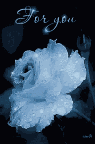 Rose White GIF