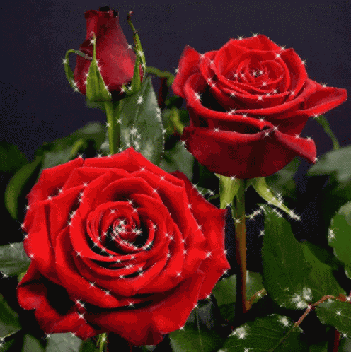 Roselove57 Rose In Water GIF