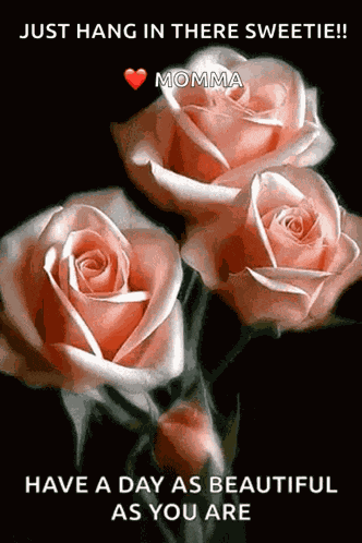 Roses Blooming Roses GIF