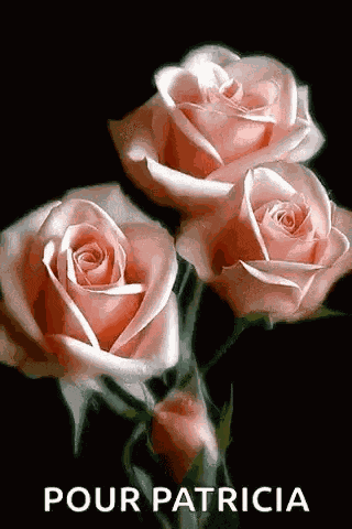 Roses Bloomingroses GIF
