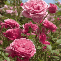 Roses Flowers GIF