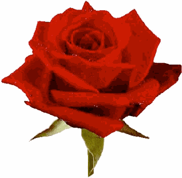 Roses Gif GIF