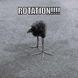 Rotation Bird GIF