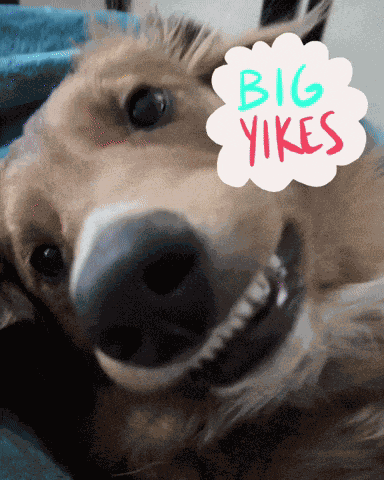 Rowan Rowan The Collie GIF