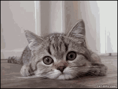Rub Head Kitty GIF