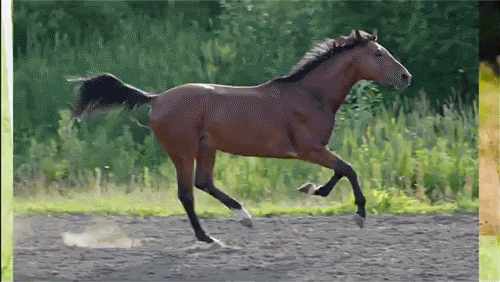 Run 2 GIF