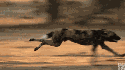 Run Running GIF