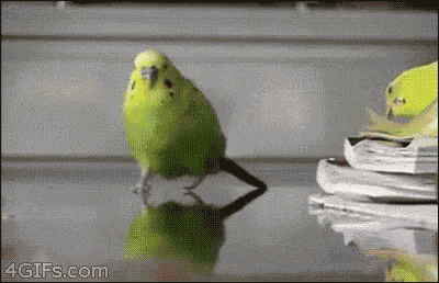 Running Bird GIF
