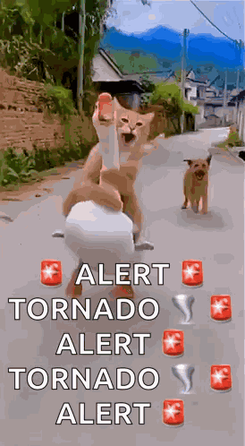 Running Cat Cat Run GIF
