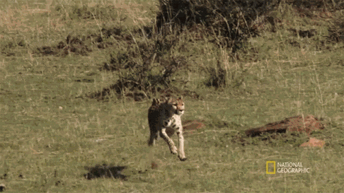 Running Cosmos GIF
