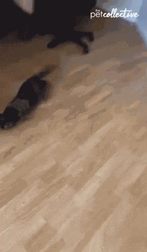 Running The Pet Collective GIF